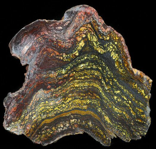 Polished Tiger Iron Stromatolite - ( Billion Years) #41085